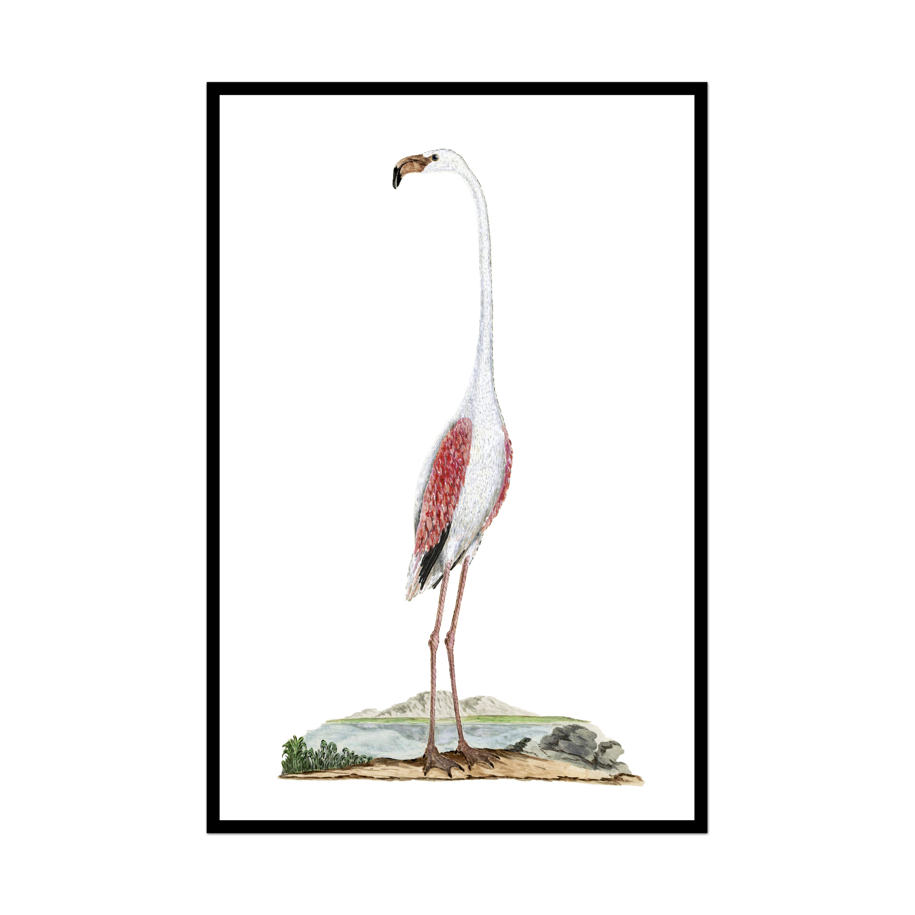 Flamingo Beauty No. 1