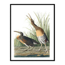 Vintage Marsh Hens