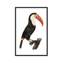 Vintage Toucan No. 1