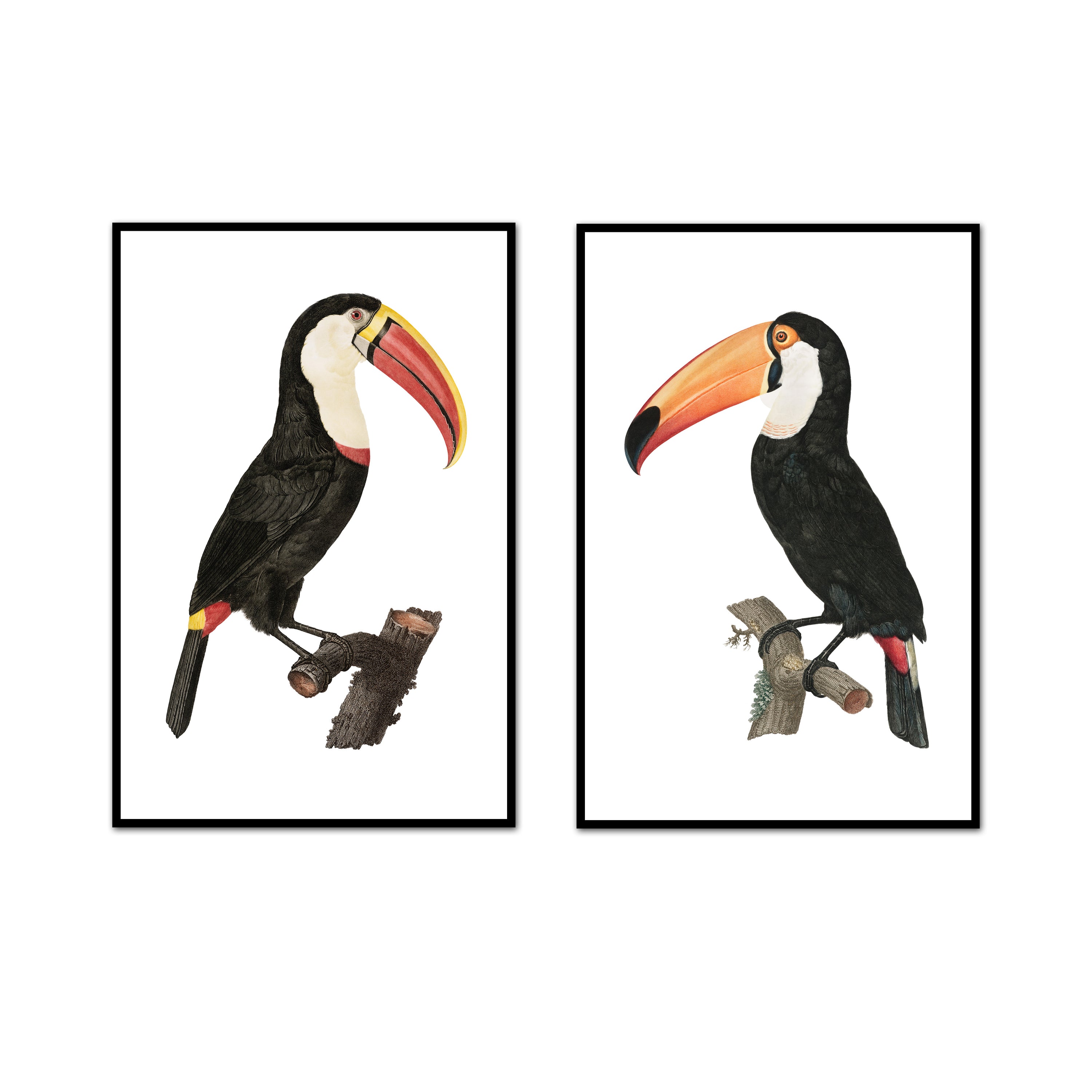 Vintage Toucan Pair