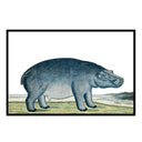 Vintage Hippopotamus