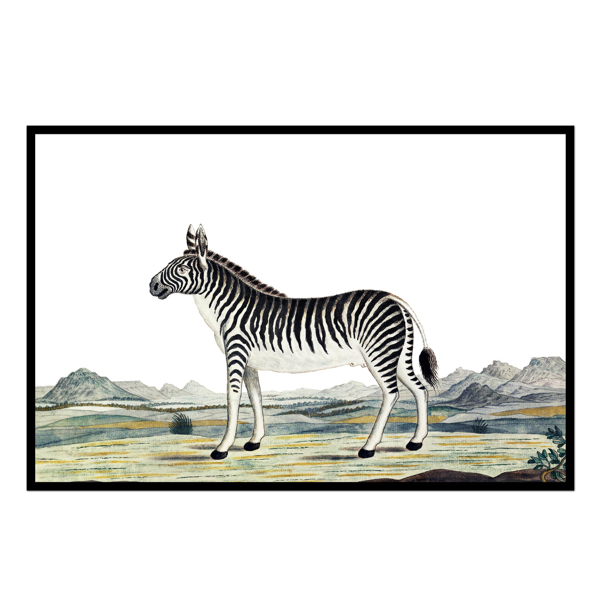Vintage Zebra Art Print – Urban Garden Prints