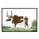Vintage Ox