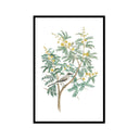 Vintage Citrus Tree