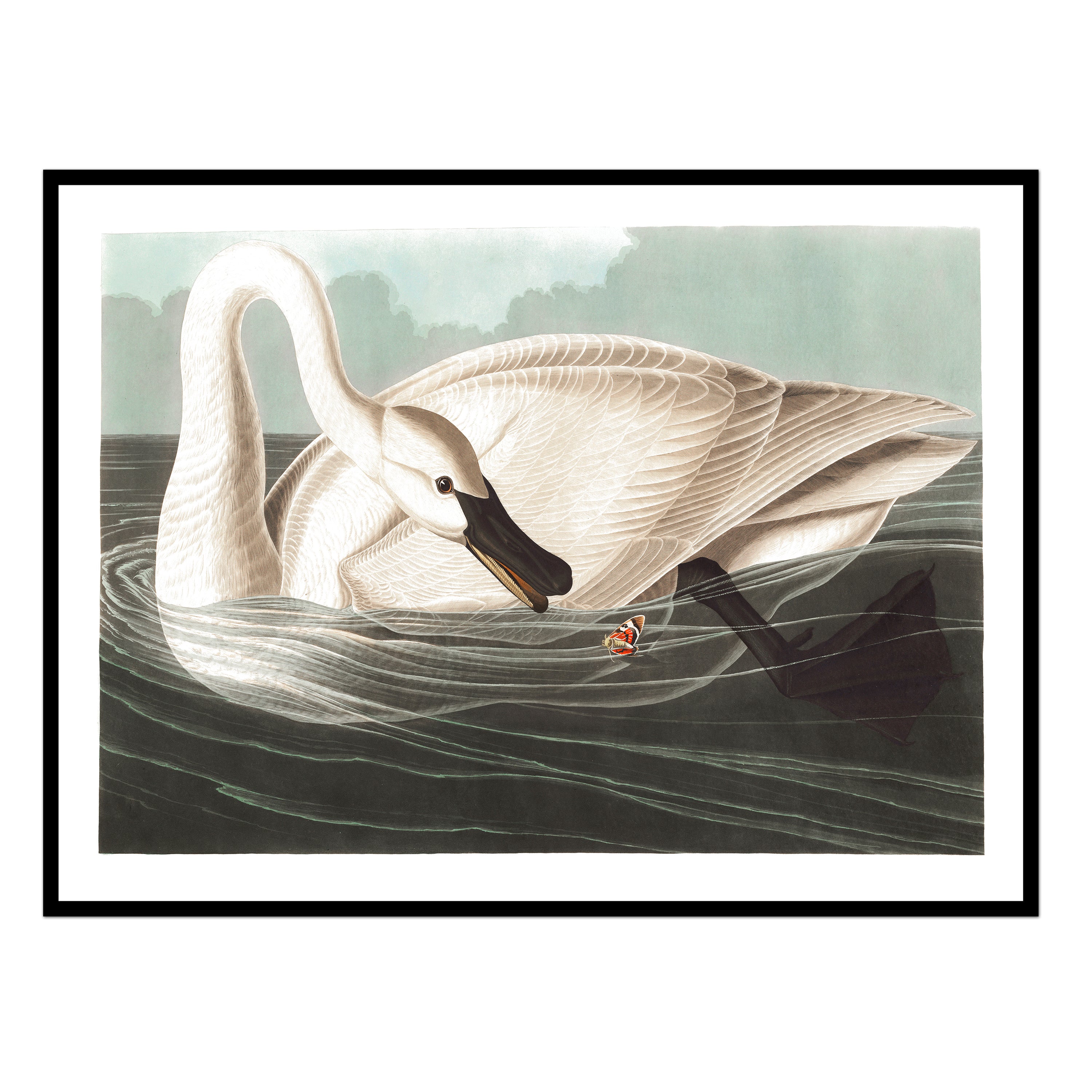 Swan on the Water No. 2
