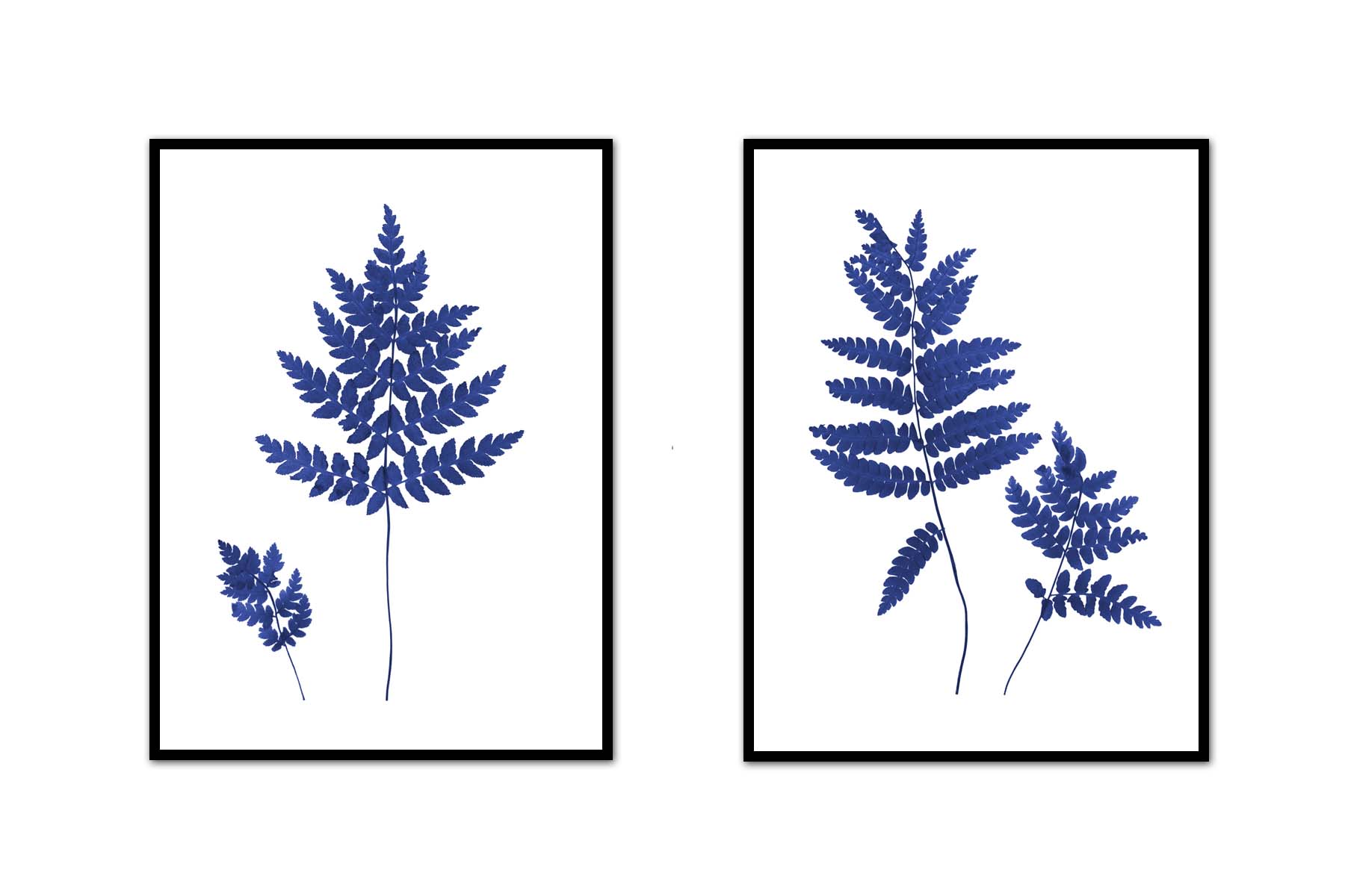 Fern Pair
