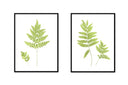 Fern Pair