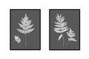 Fern Pair