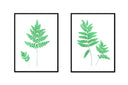 Fern Pair