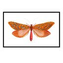 Orange Dragonfly