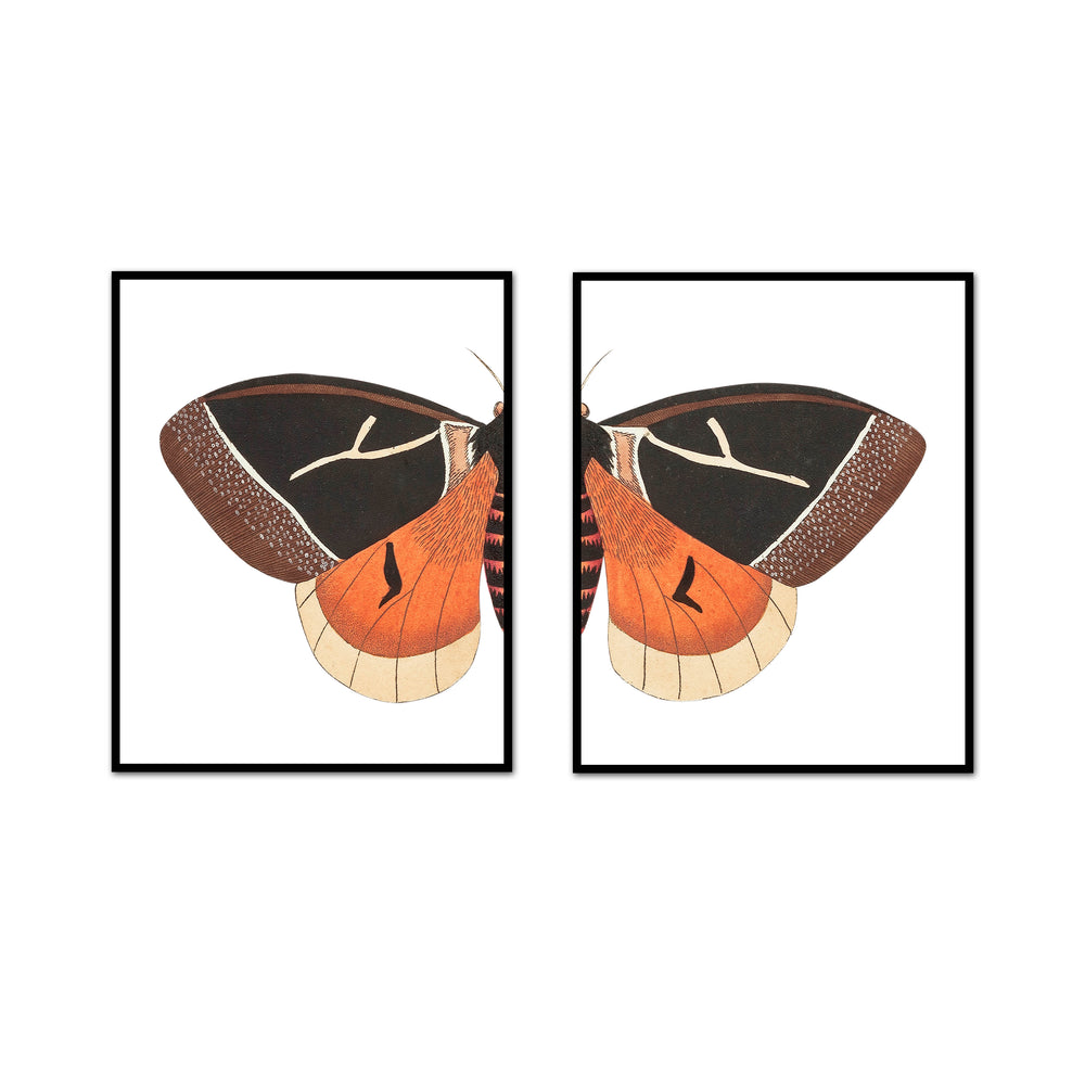 Split Orange & Black Moth