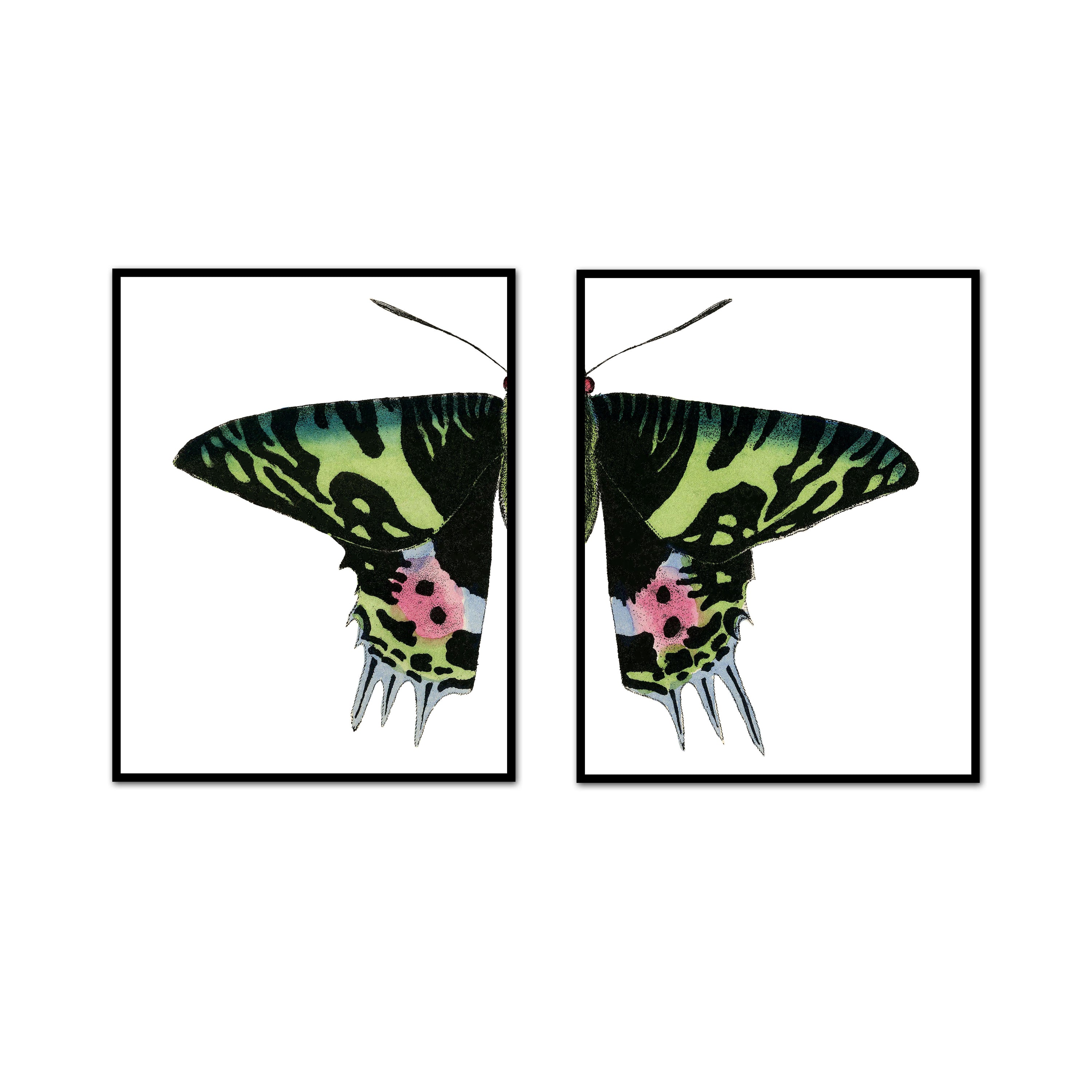 Pink Eyed Butterfly Split