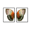 Vintage Earth Butterfly Split