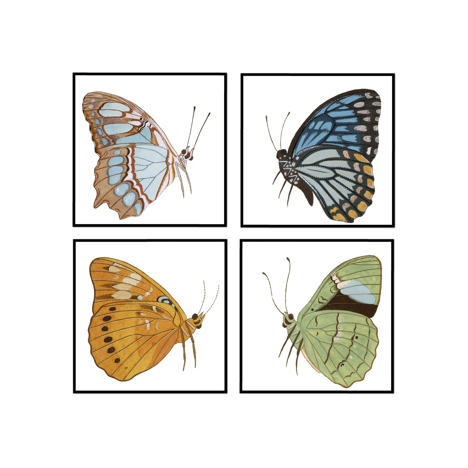 Butterfly Flight Set of 4