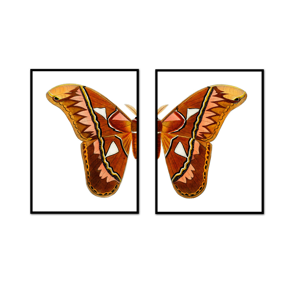 Desert Air Butterfly Split