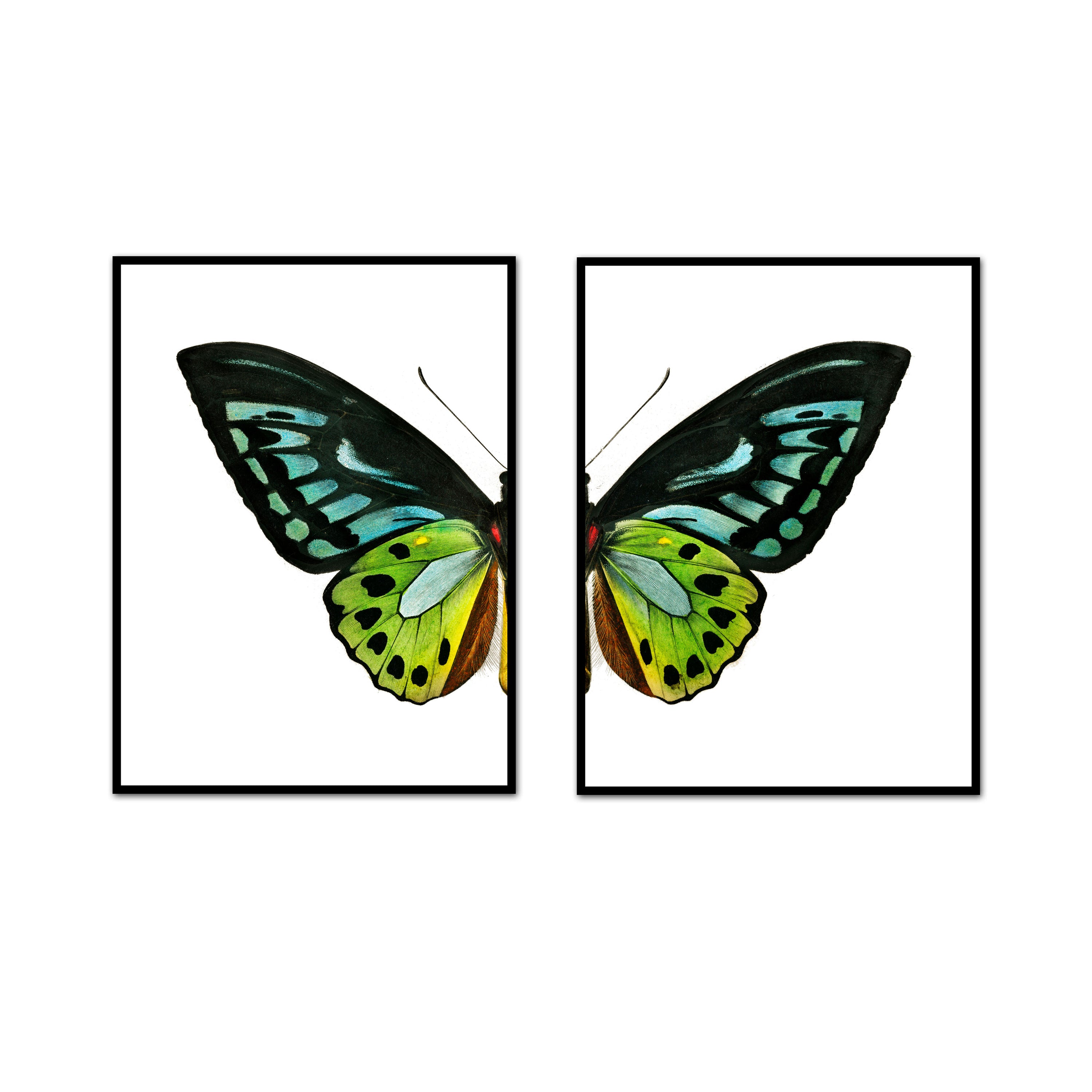 Spring Air Butterfly Split