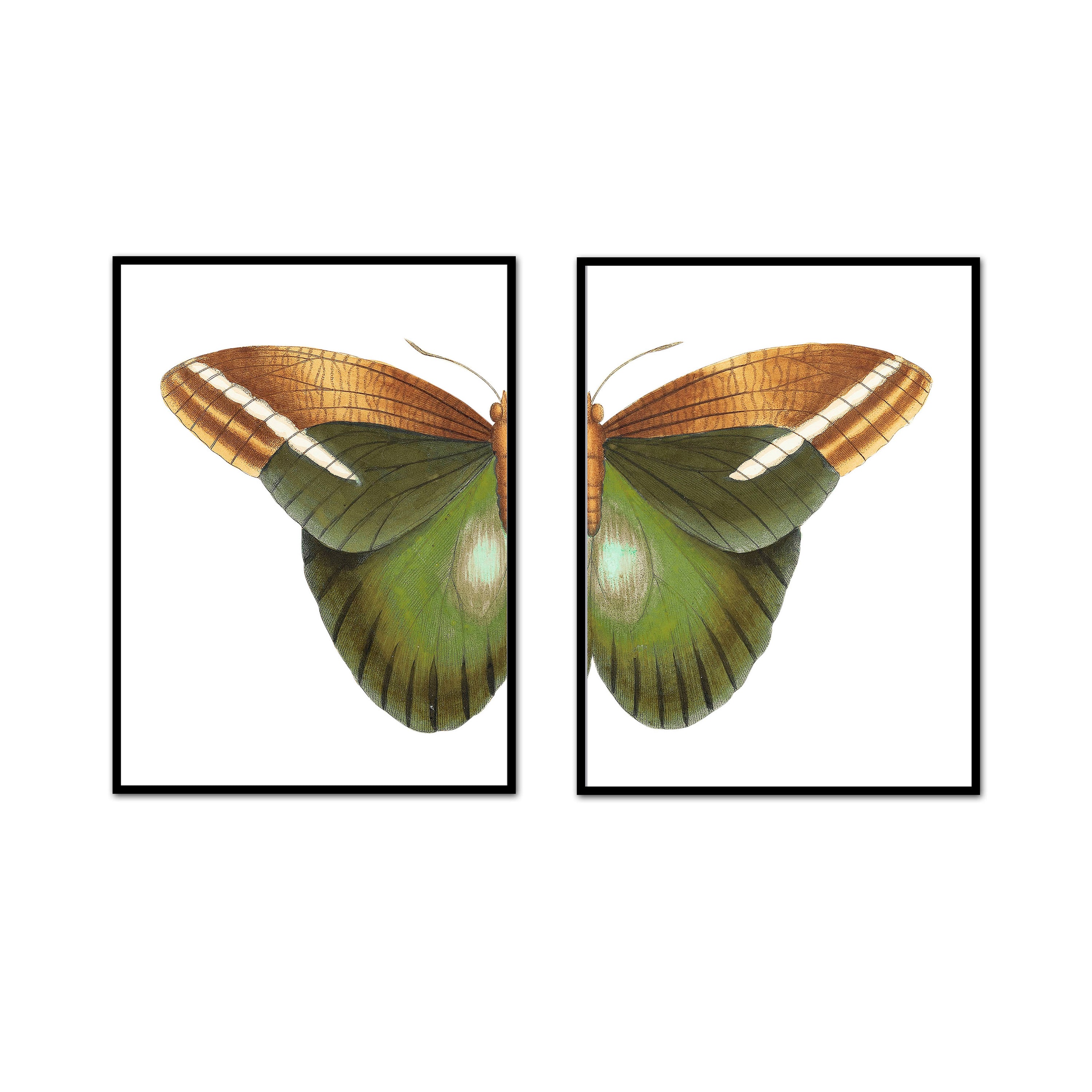 Natural Beauty Butterfly Split