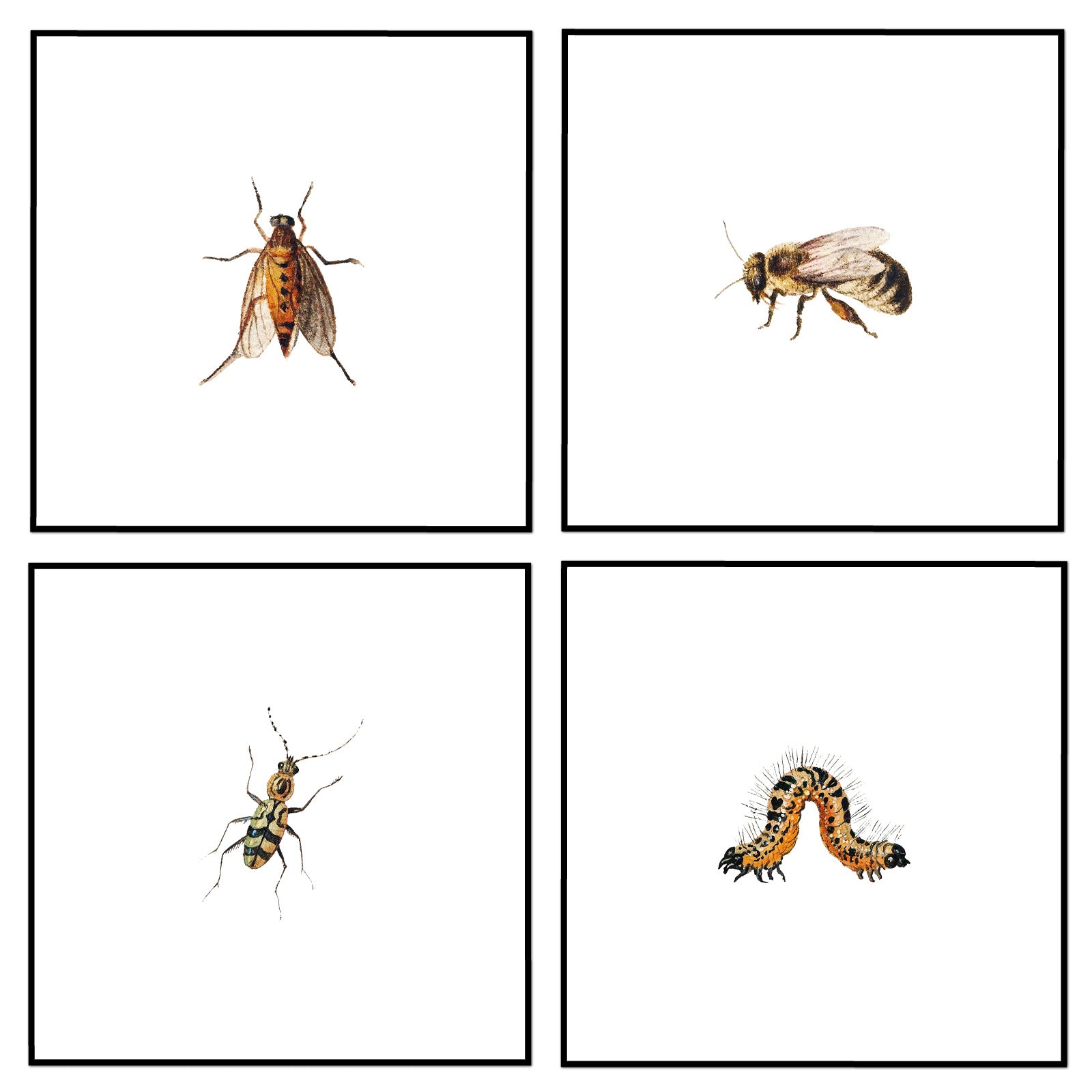 Insect Collection Set of 4