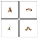 Insect Collection Set of 4