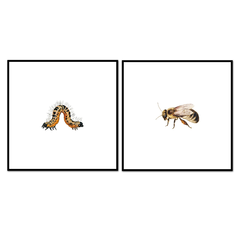 Insect Collection Pair