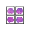 Seagrape Leaf Set of 4