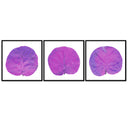 Seagrape Leaf Trio