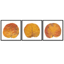Seagrape Leaf Trio