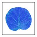 Seagrape Leaf