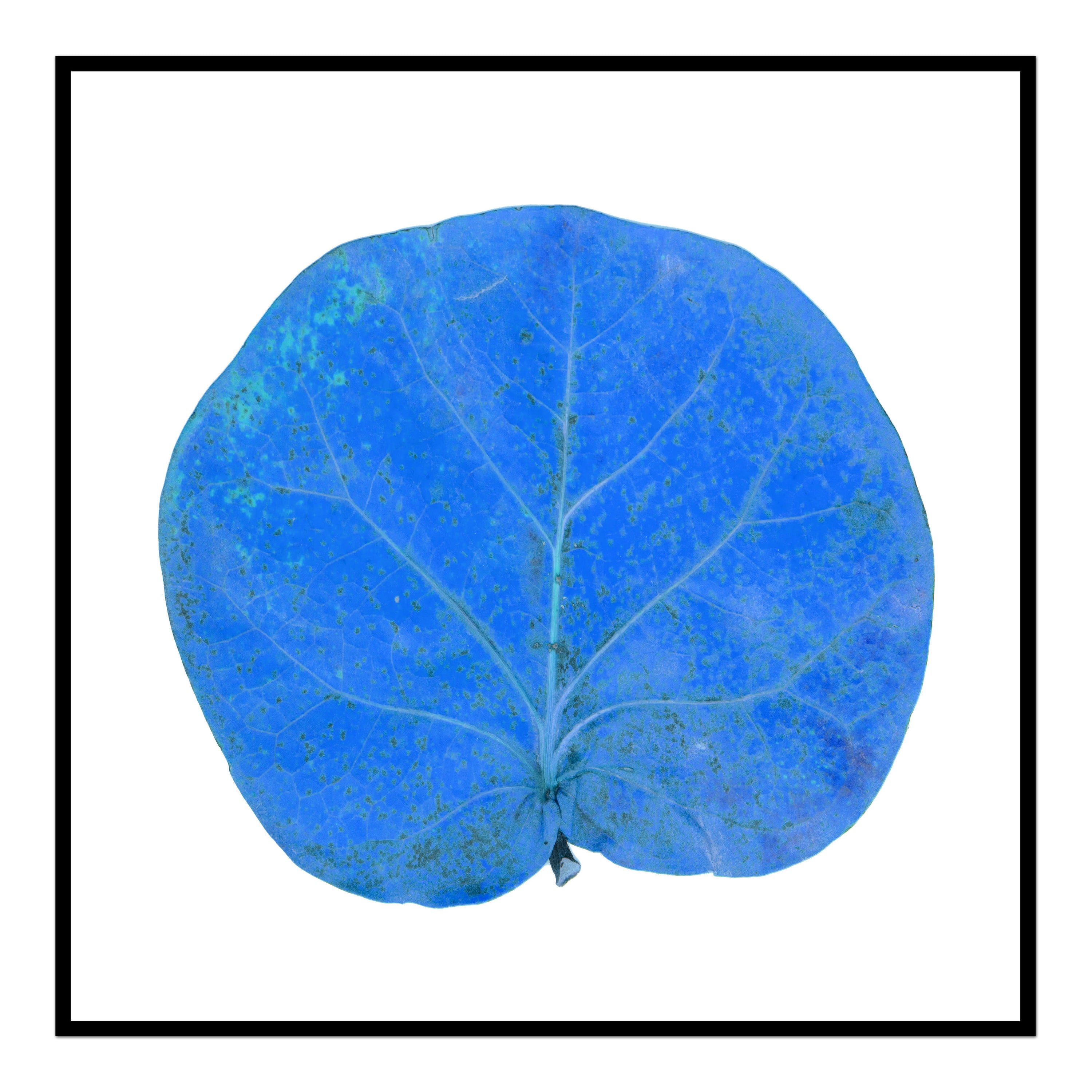 Seagrape Leaf