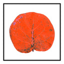 Seagrape Leaf