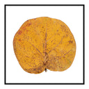 Seagrape Leaf