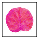Seagrape Leaf