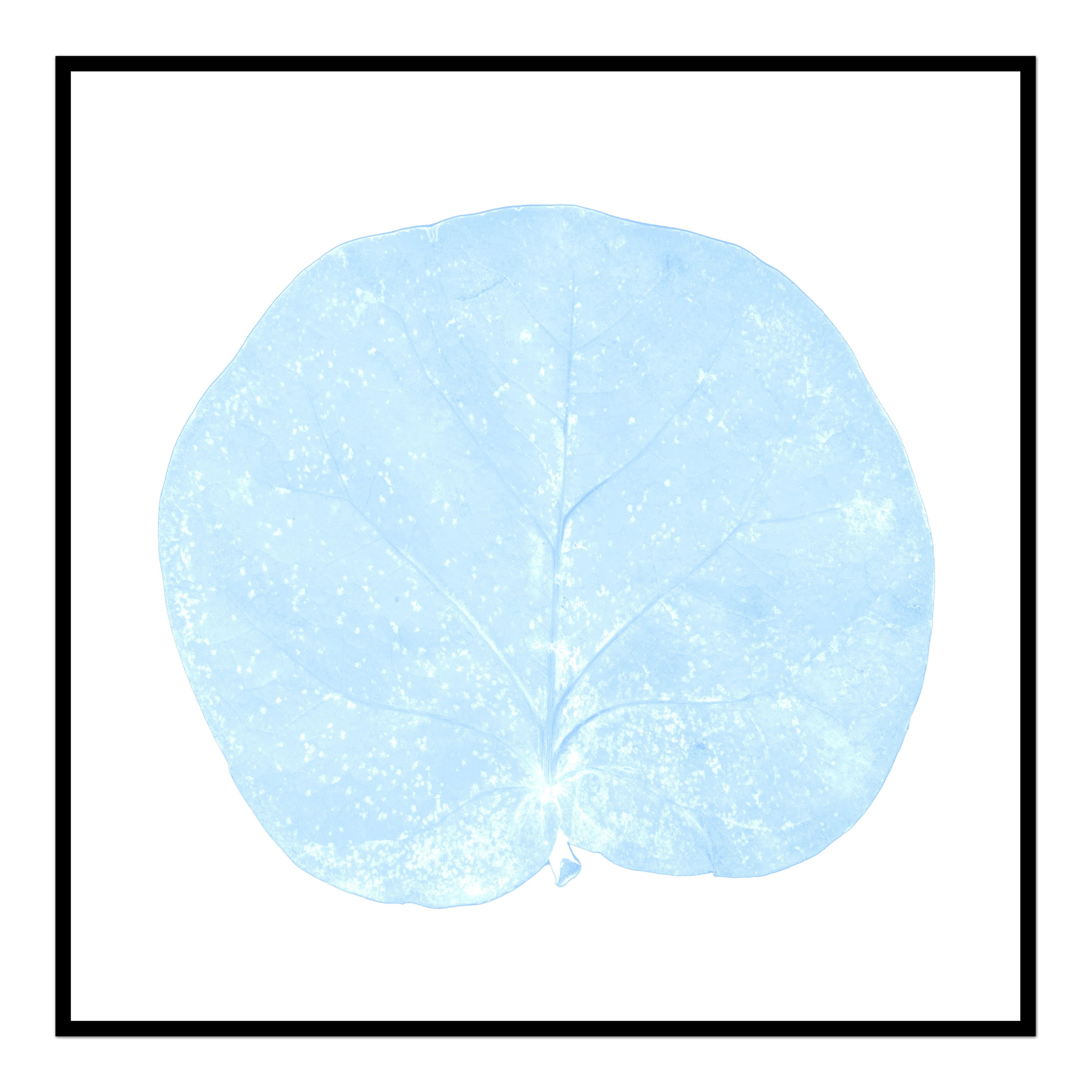 Seagrape Leaf