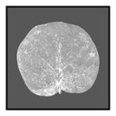 Seagrape Leaf