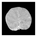 Seagrape Leaf