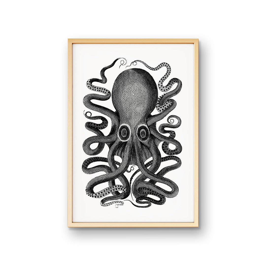 Admiral Octopus