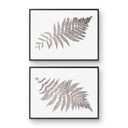 Australian Tree Fern Pair