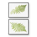 Australian Tree Fern Pair