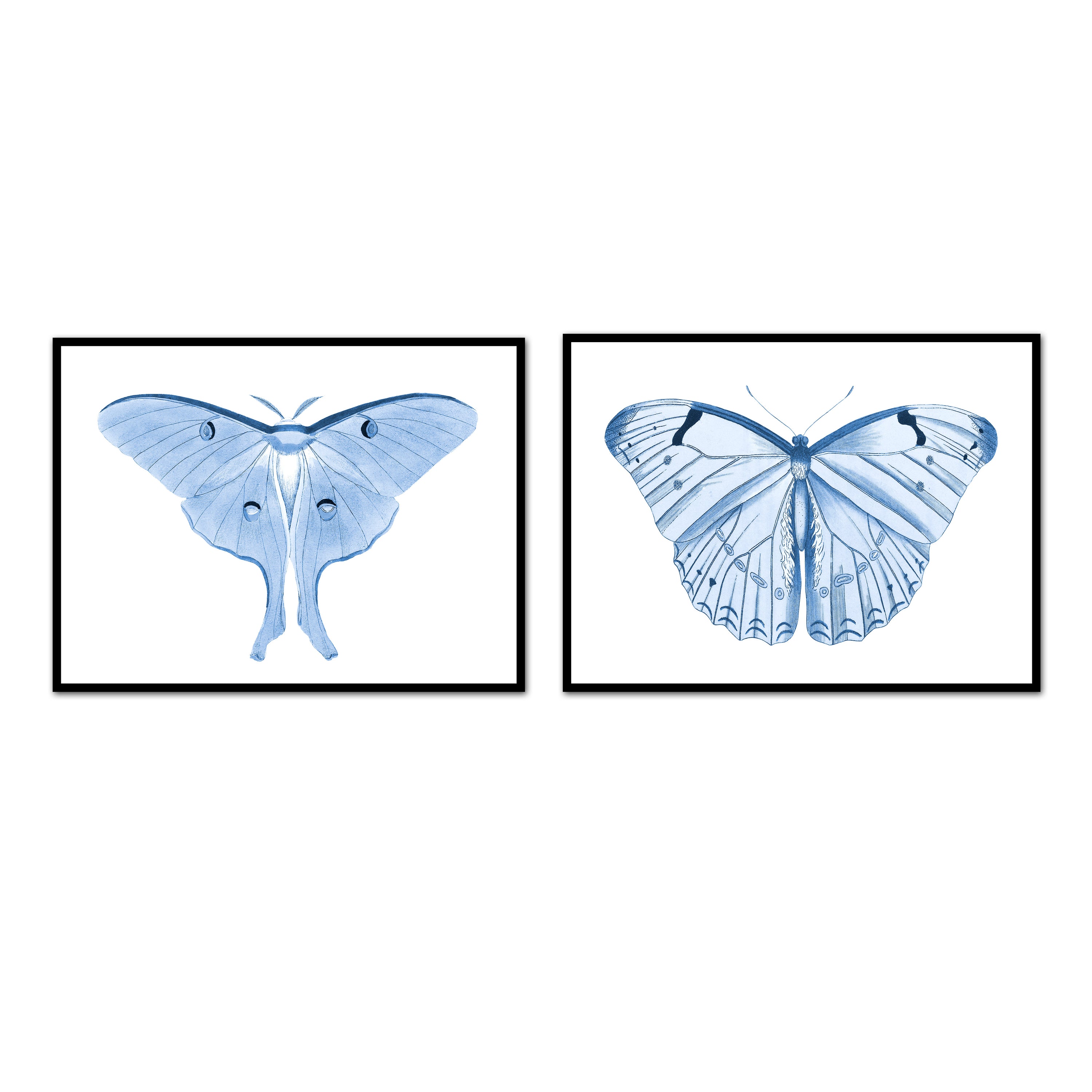Hued Butterflies Pair