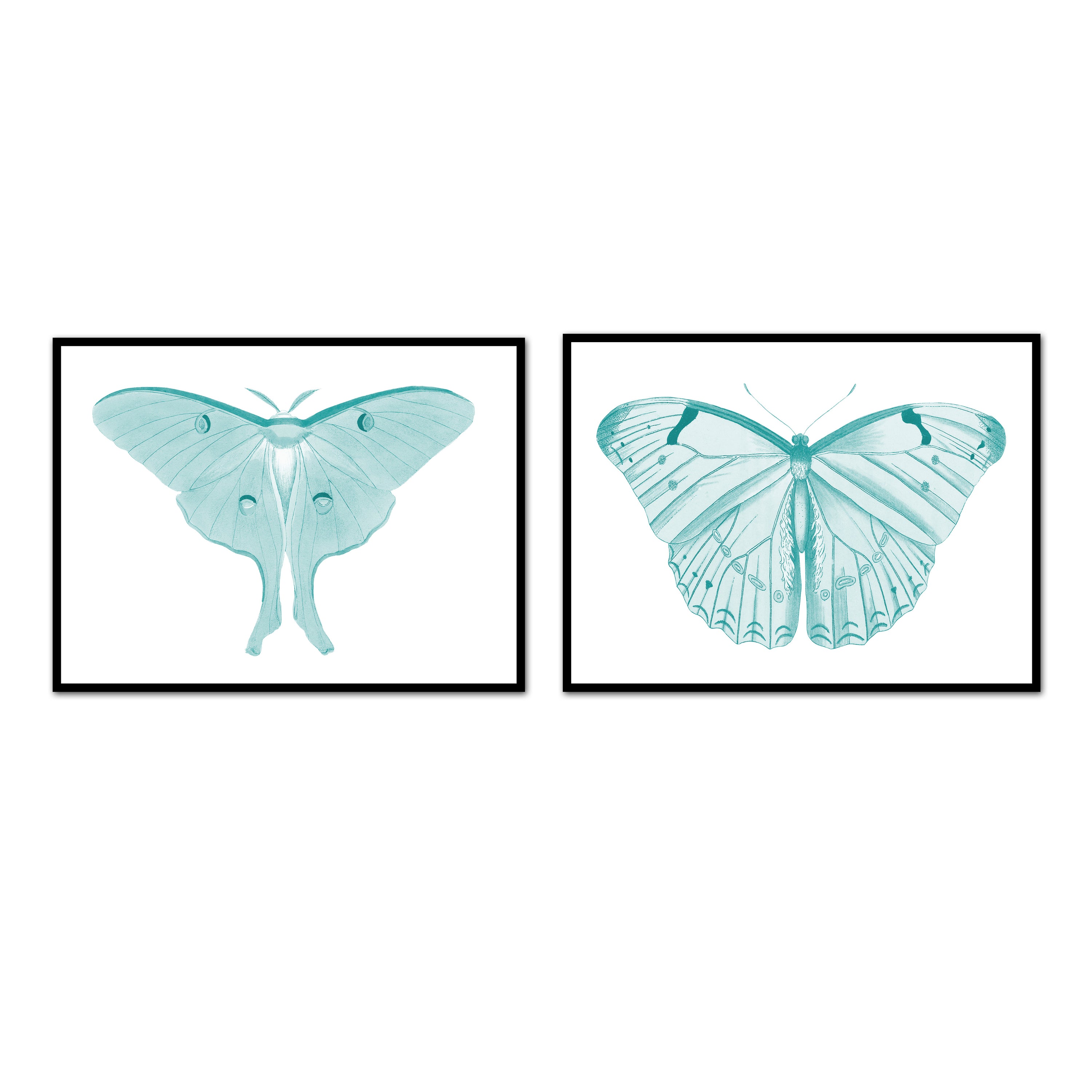 Hued Butterflies Pair