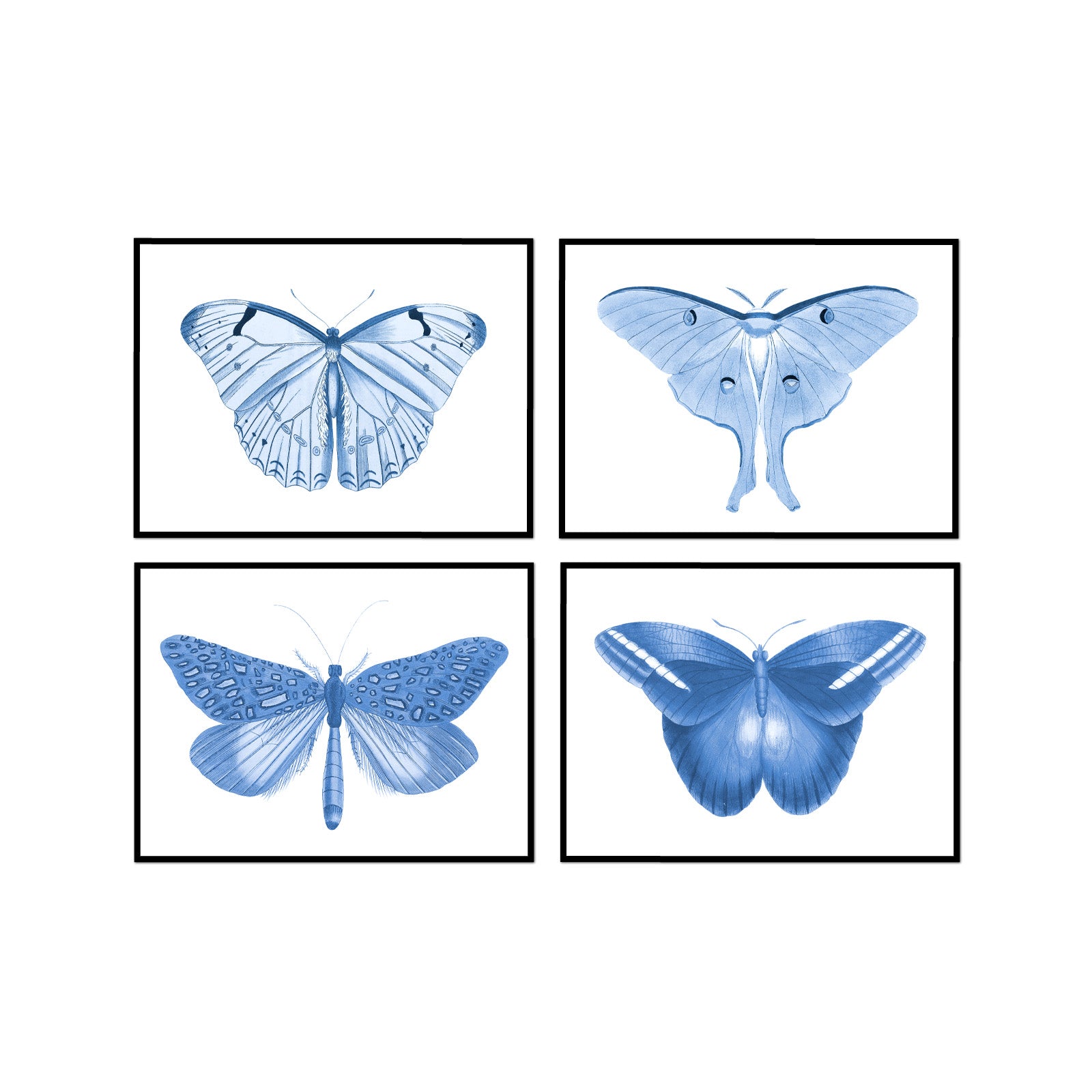 Hued Butterflies Set of 4