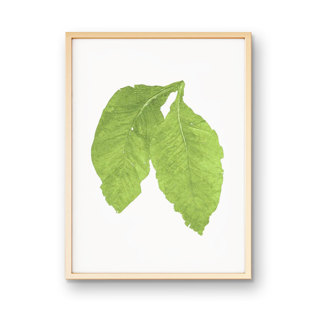 tobacco leaf gallery Carolina Gold Leaves tobacco leaf gallery Carolina Gold Leaves