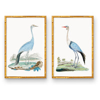 Elegant Beauty Pair | Blue & White Coastal Bird Art | Fine Art Prints ...