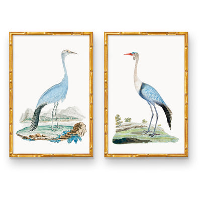 Elegant Beauty Pair