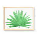 Fan Palm