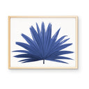 Fan Palm