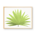 Fan Palm