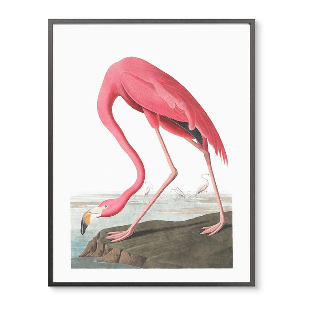 Vintage Flamingo on the Rock