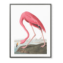 Vintage Flamingo on the Rock