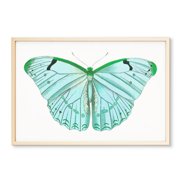 Teal Moth Print | Butterfly Wall Art | High End Insect Picture